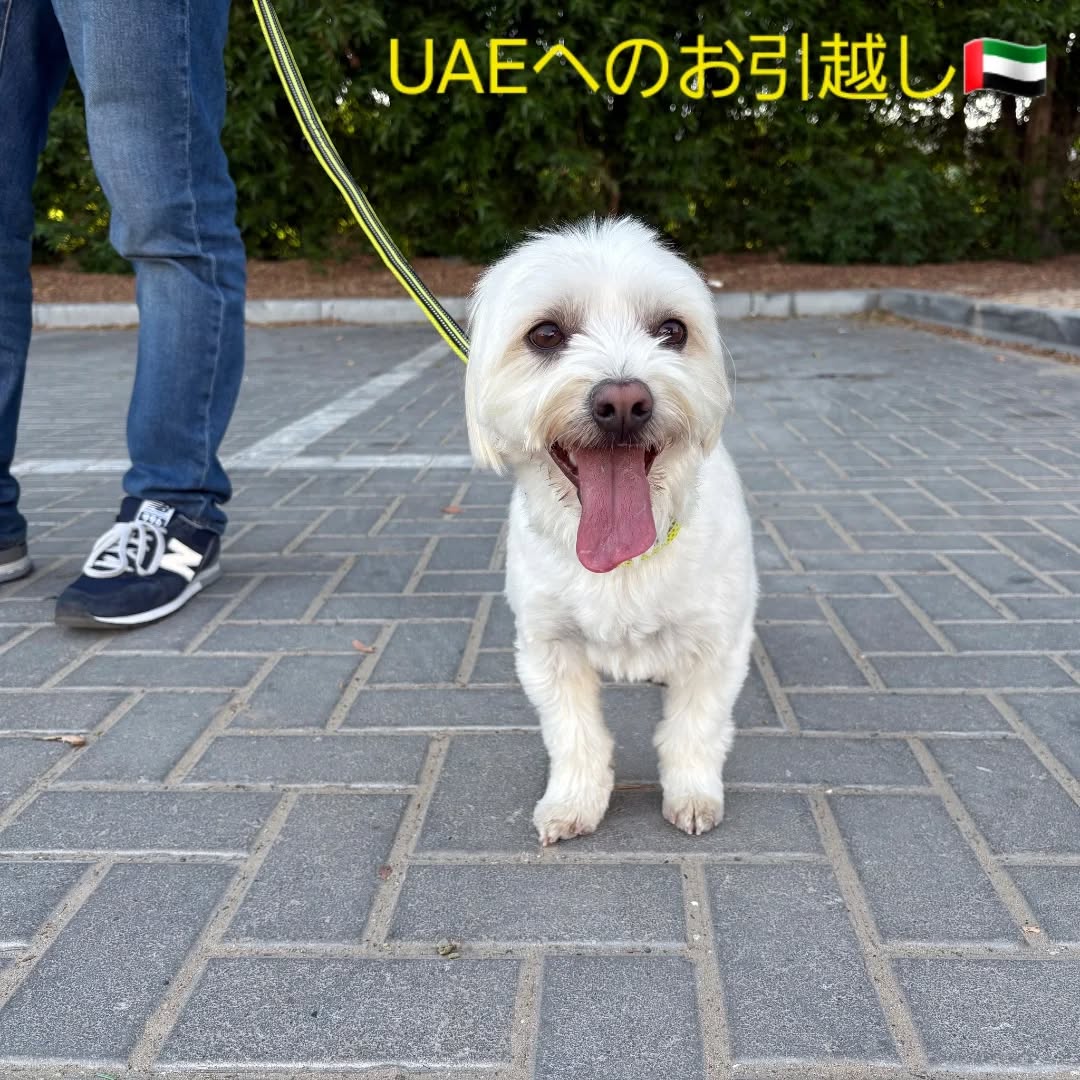 【UAEにワンちゃん1頭を輸出しました】 こんにち･･･ イメージ1