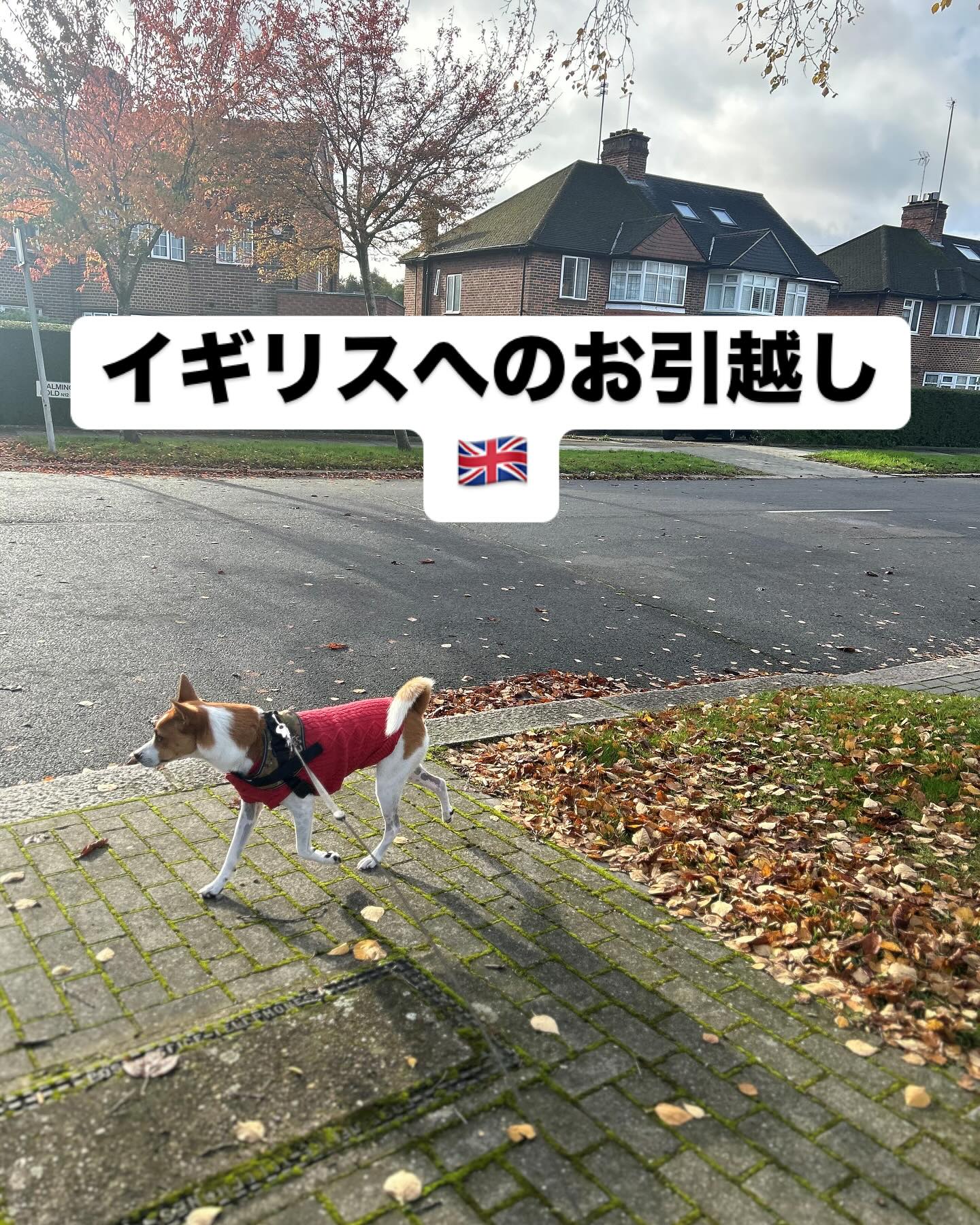 【イギリスへワンちゃん1頭を輸出しました】 こんに･･･ イメージ1