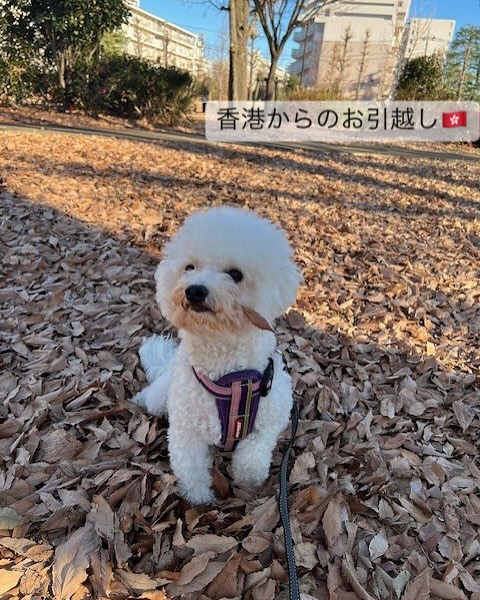 こんにちは、ペットリロケーション部門の高橋です。 ･･･ イメージ1