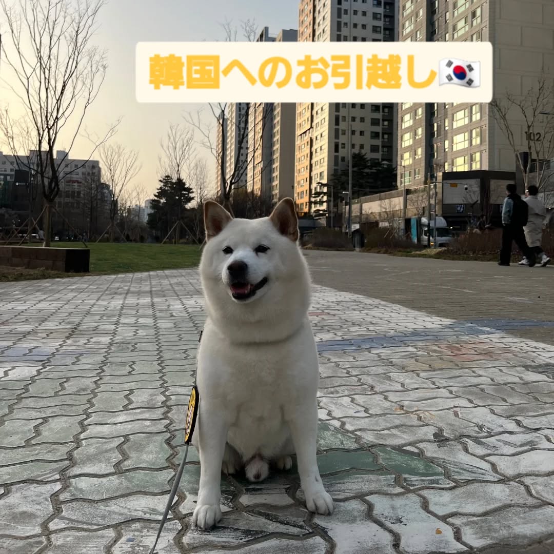 【韓国にワンちゃん1頭を輸出しました】 こんにちは･･･ イメージ1