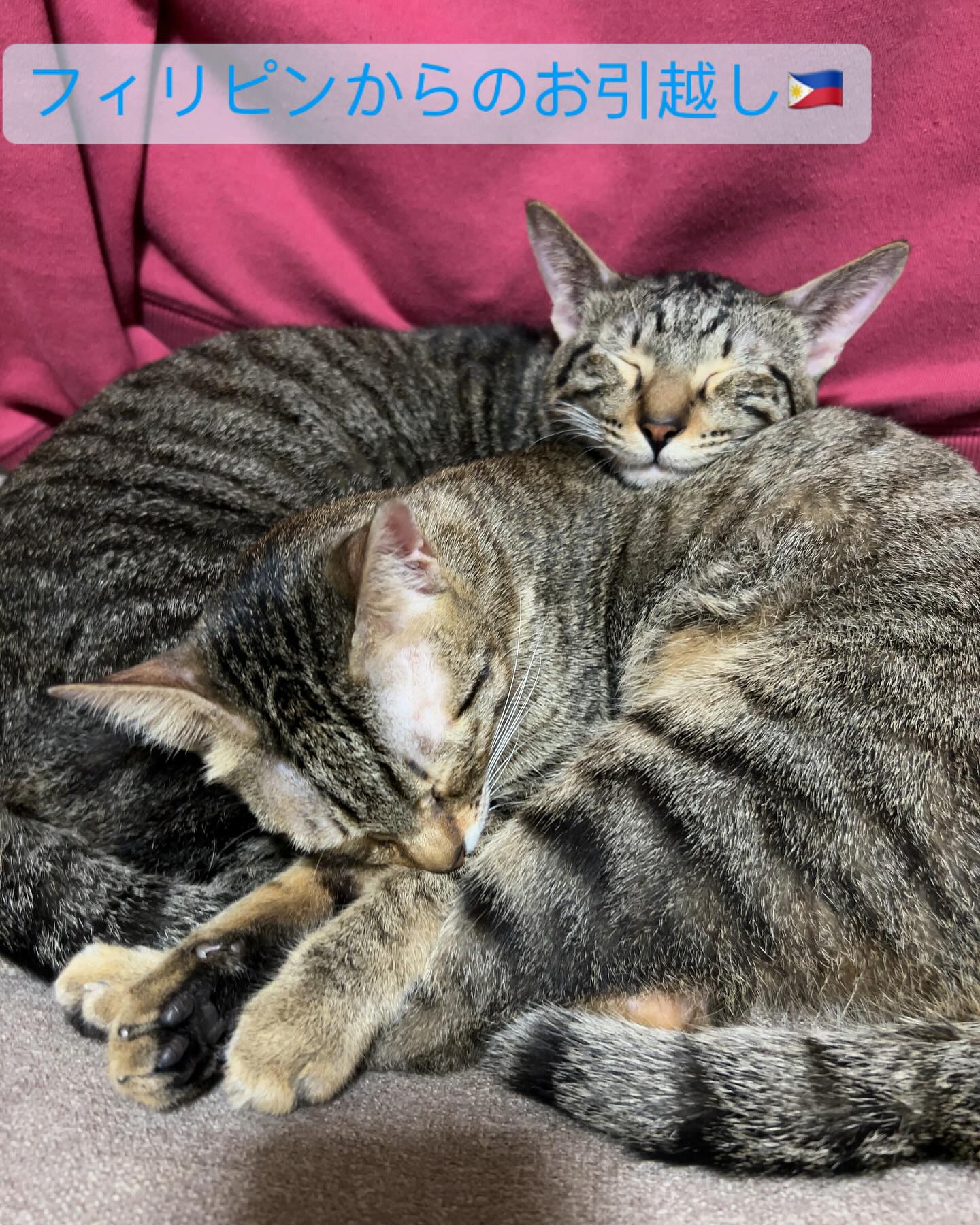 【フィリピンから猫ちゃんお引越し】 こんにちは、ペ･･･ イメージ1