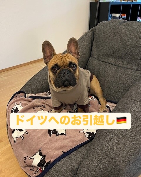 【ドイツへワンちゃん1頭を輸出いたしました🇩🇪】 ･･･ イメージ1