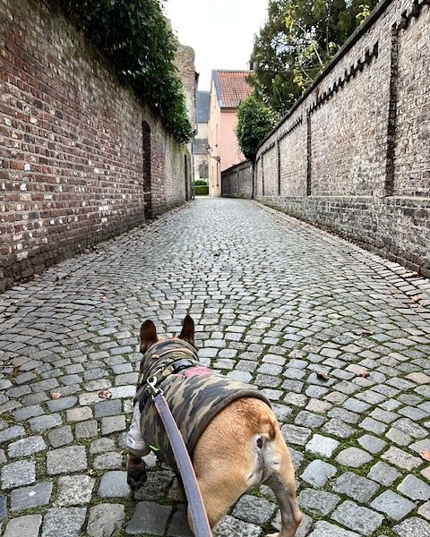 【ドイツへワンちゃん1頭を輸出いたしました🇩🇪】 ･･･ イメージ2