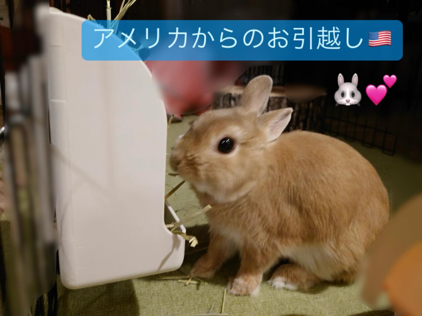 【アメリカからうさぎちゃん1羽お引越し】 こんにち･･･ イメージ1