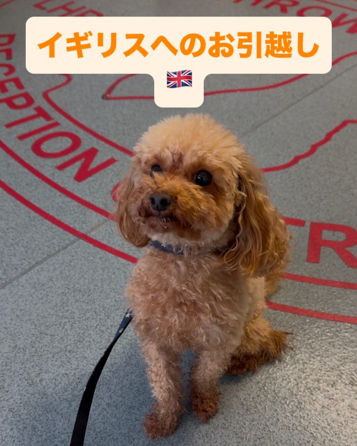 【イギリスへワンちゃん1頭を輸出いたしました🇬🇧】･･･ イメージ1