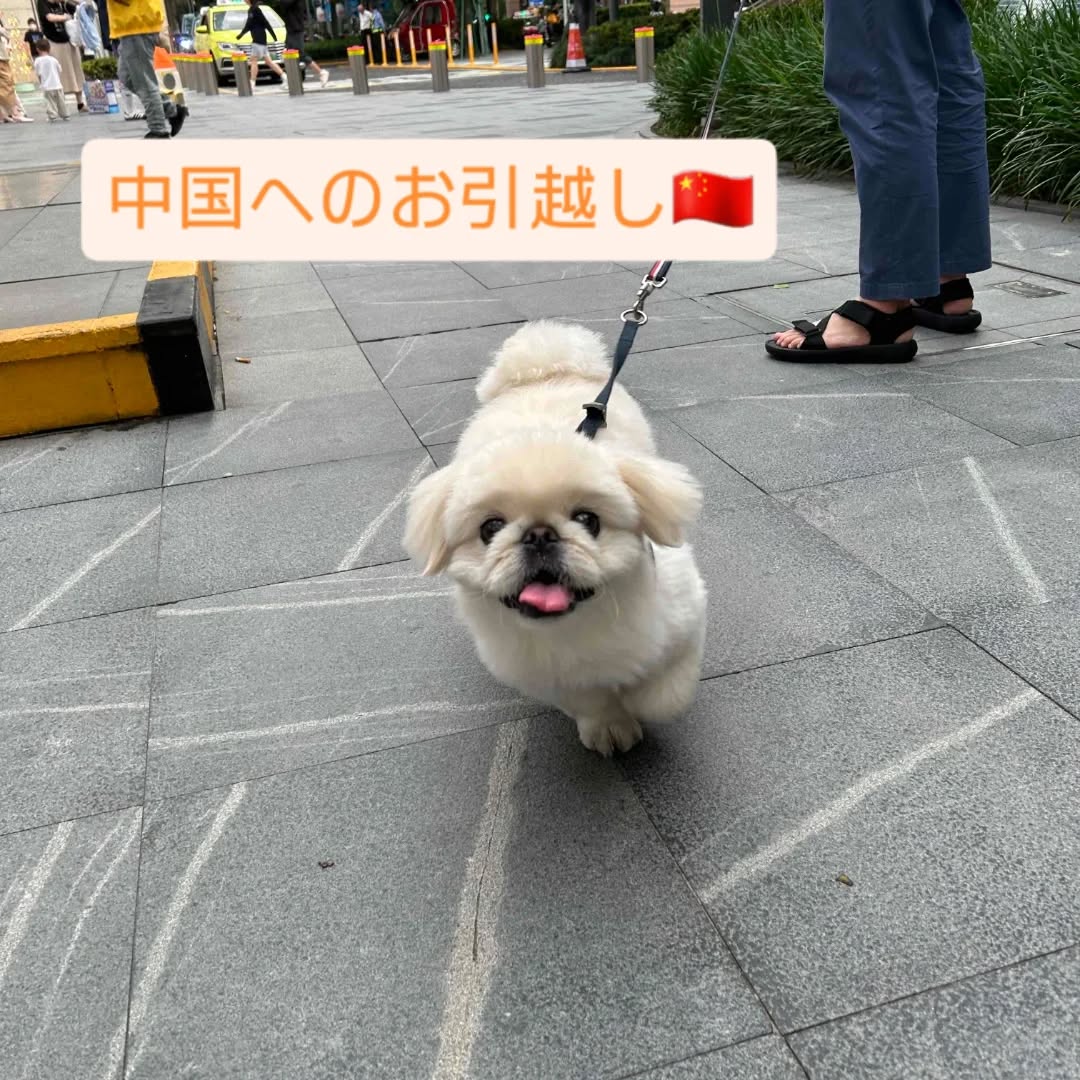 【中国にワンちゃん1頭を輸出しました】 こんにちは･･･ イメージ1