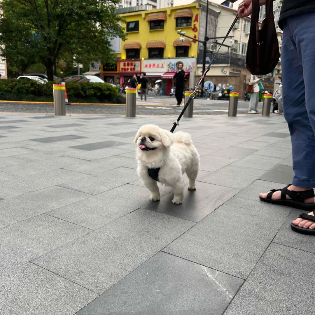 【中国にワンちゃん1頭を輸出しました】 こんにちは･･･ イメージ4
