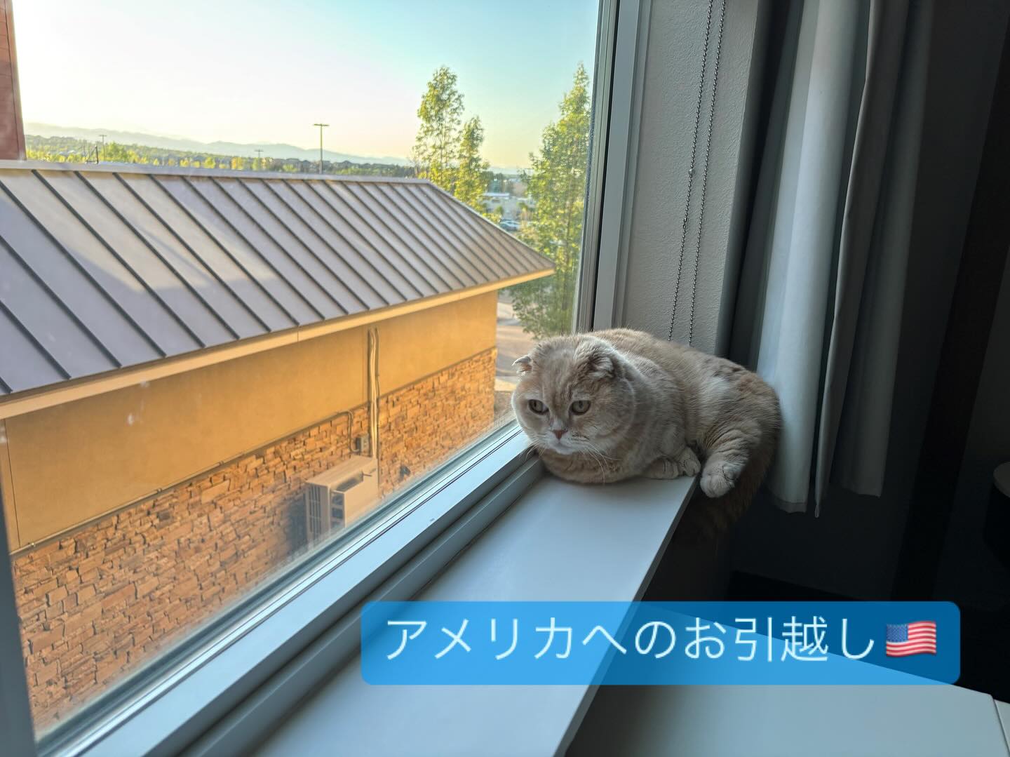 【アメリカへの猫ちゃん1匹お引越し】 こんにちは、･･･ イメージ1