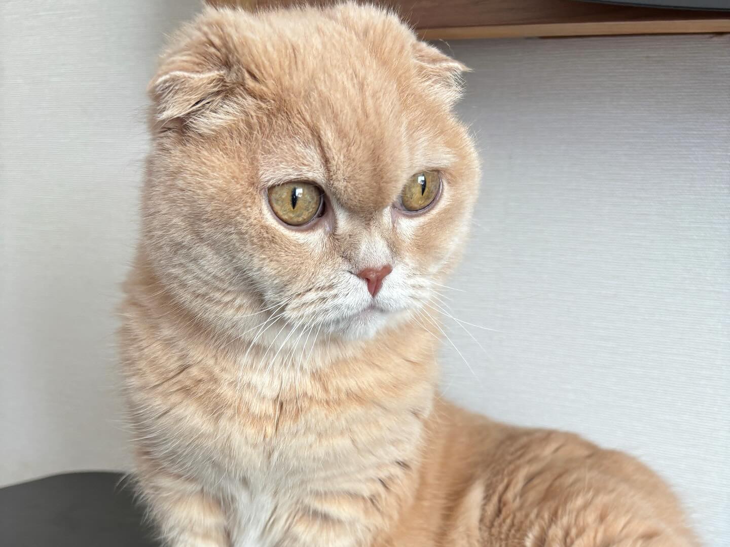 【アメリカへの猫ちゃん1匹お引越し】 こんにちは、･･･ イメージ2