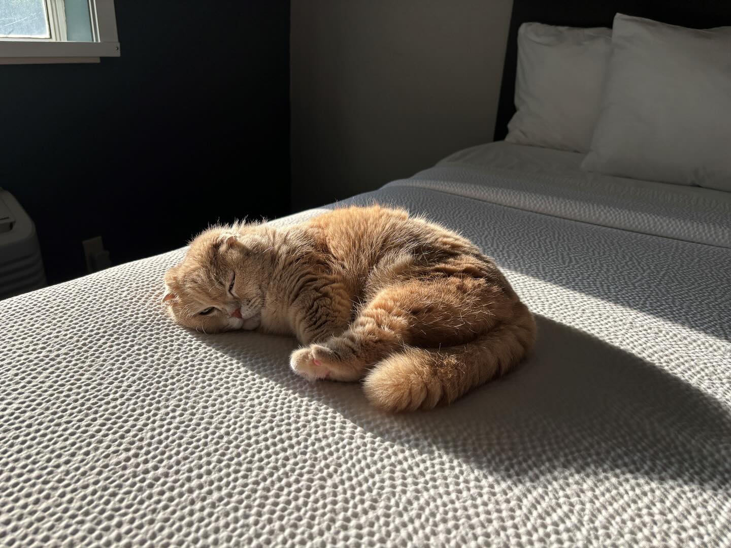 【アメリカへの猫ちゃん1匹お引越し】 こんにちは、･･･ イメージ3