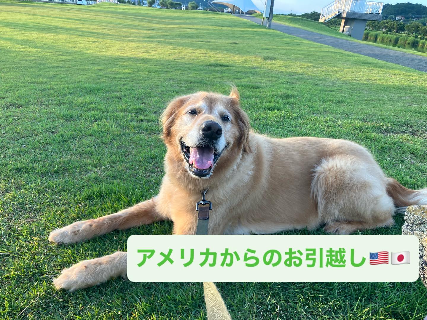 【アメリカからワンちゃん1頭を輸入しました】・・・･･･ イメージ1