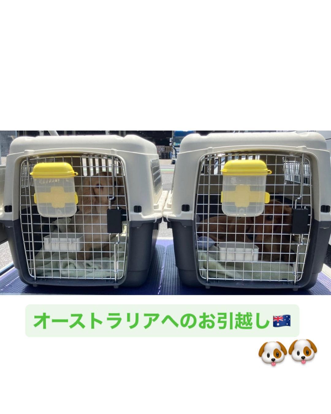【オーストラリアへワンちゃん2頭を輸出しました】・･･･ イメージ1