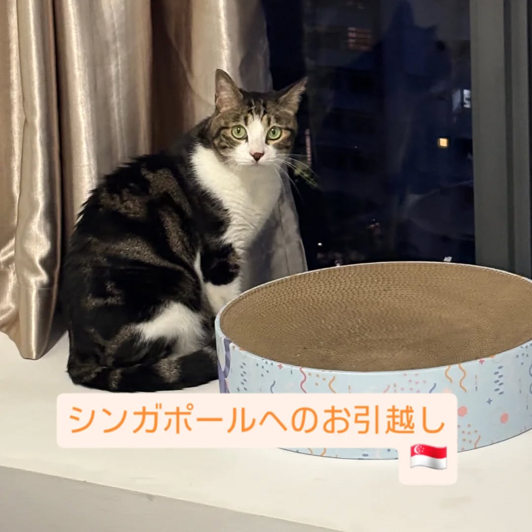 【シンガポールにネコちゃん1頭を輸出しました】 こ･･･ イメージ1