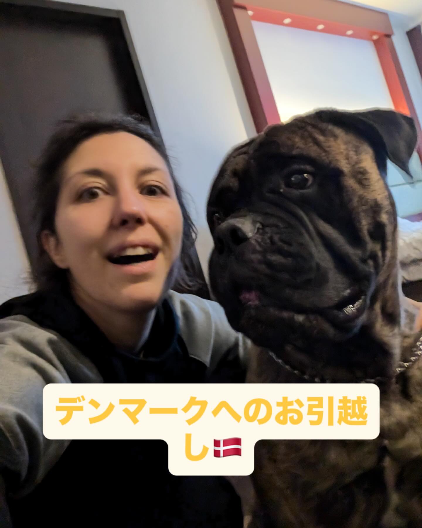 【デンマークへワンちゃん1頭を輸出いたしました🇩🇰･･･ イメージ1