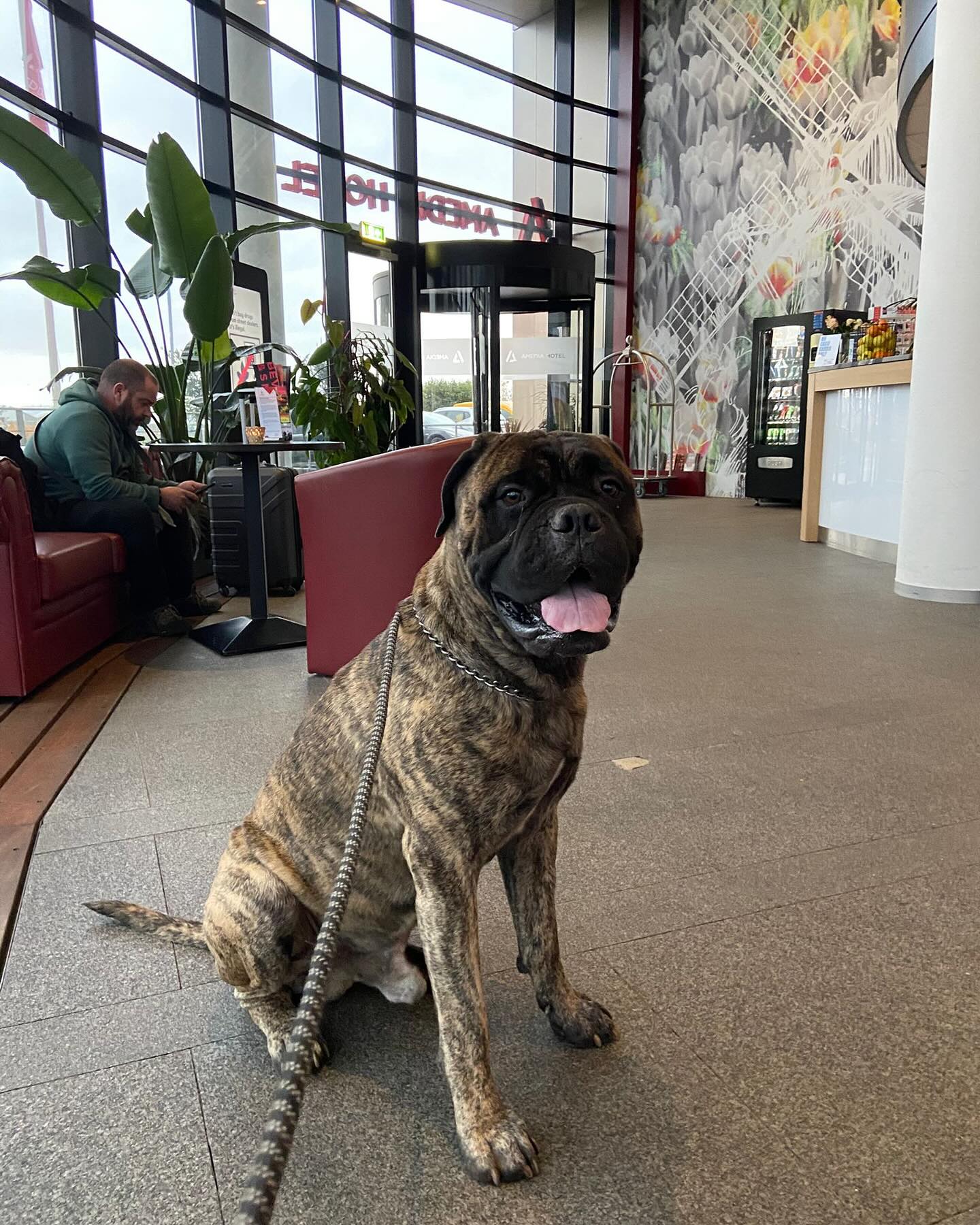 【デンマークへワンちゃん1頭を輸出いたしました🇩🇰･･･ イメージ3