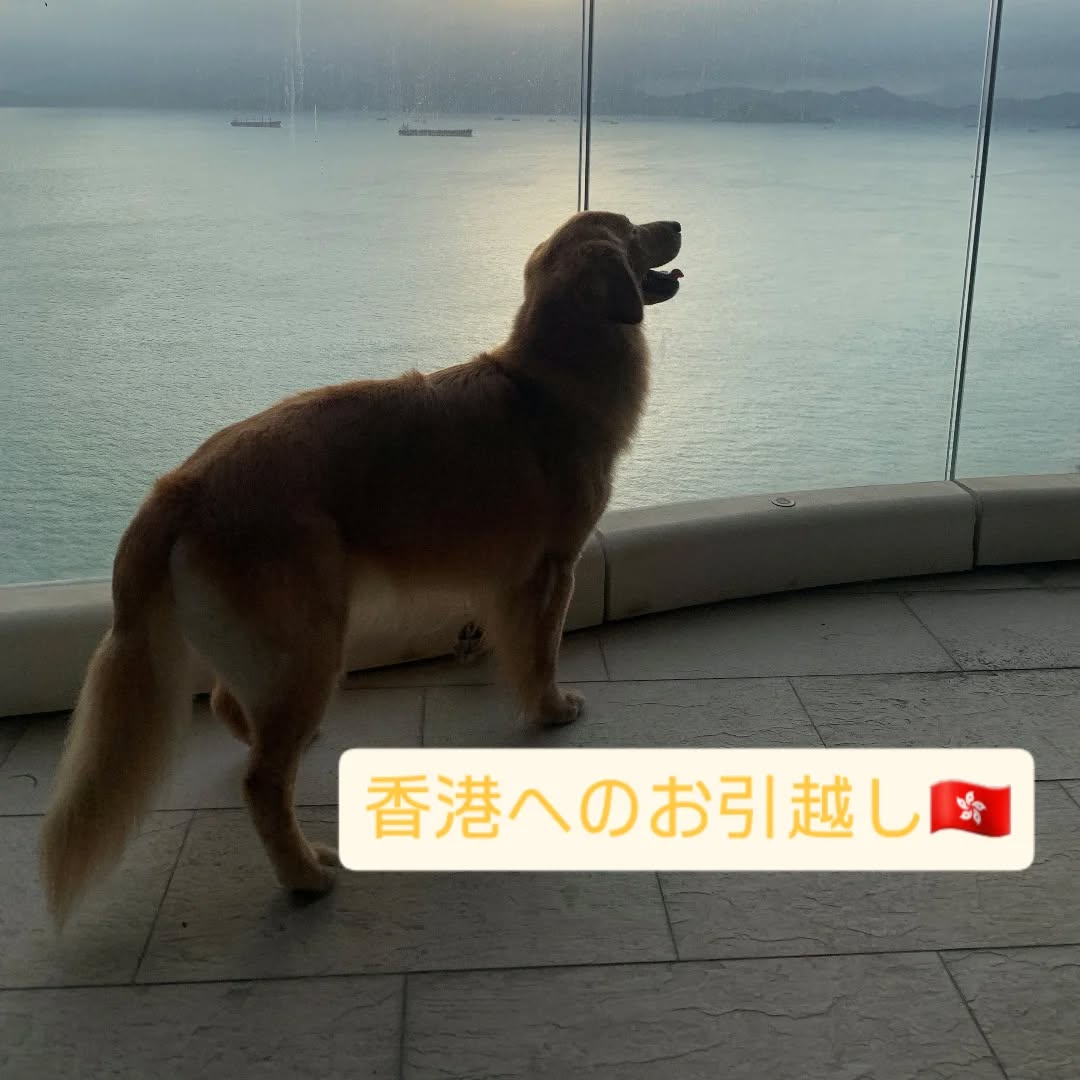 【香港にワンちゃん1頭を輸出しました】 こんにちは･･･ イメージ1