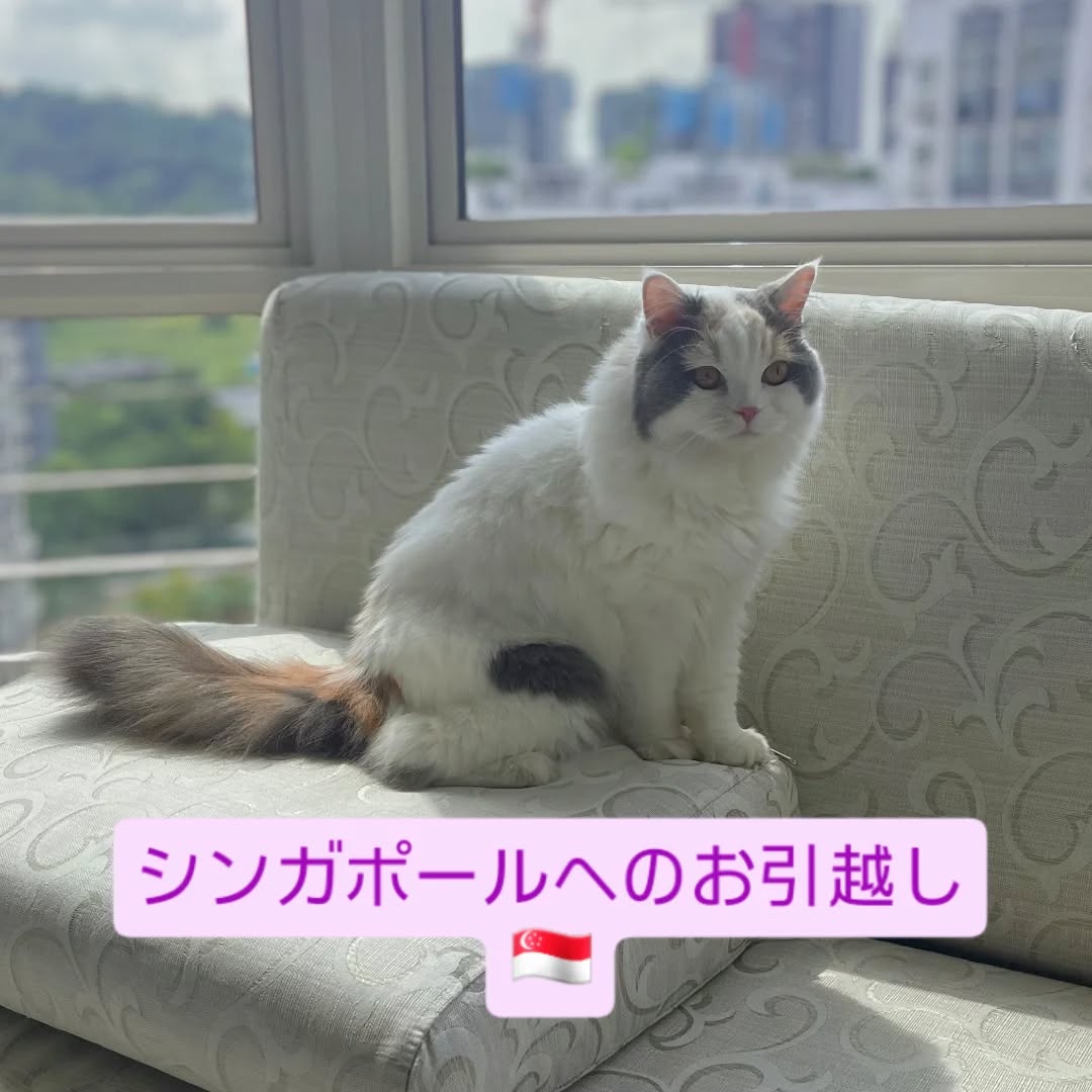【シンガポールにネコちゃん1頭を輸出しました】 こ･･･ イメージ1