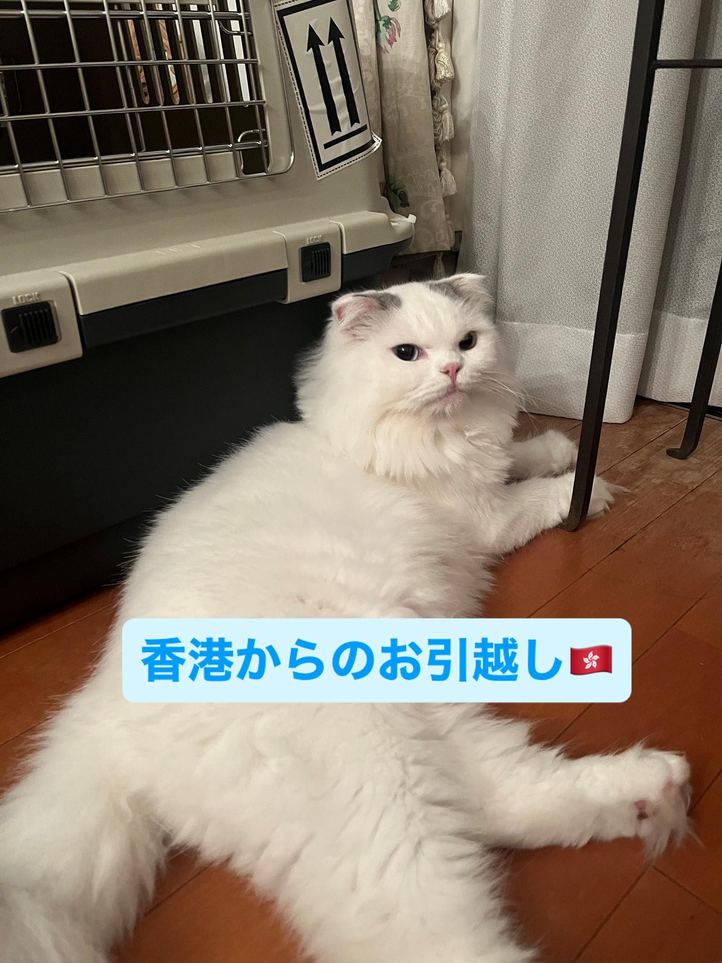 【香港からネコちゃん1匹お引越し】 こんにちは、ペ･･･ イメージ1