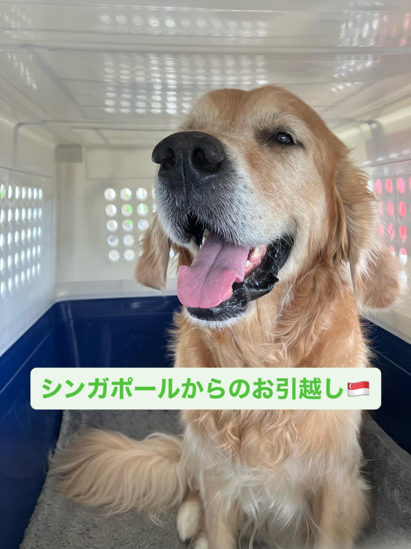 【シンガポールからワンちゃん1頭を輸入しました】•･･･ イメージ1