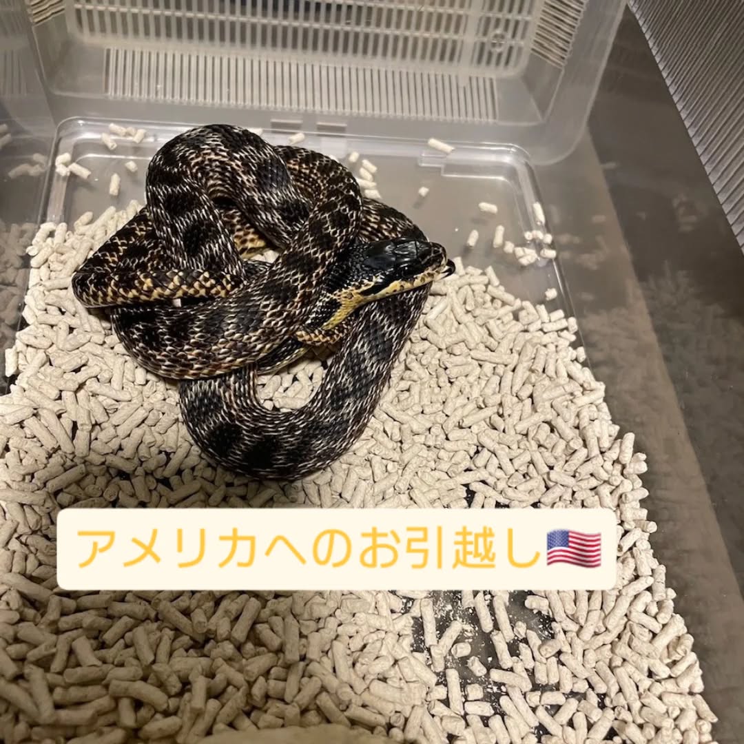【アメリカにヘビちゃん1匹を輸出しました】 こんに･･･ イメージ1