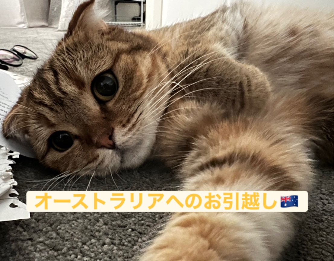 【オーストラリアにネコちゃん１頭を輸出しました】・･･･ イメージ1