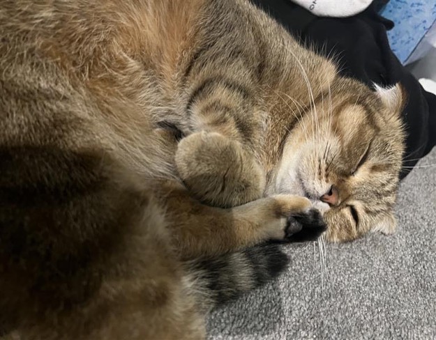 【オーストラリアにネコちゃん１頭を輸出しました】・･･･ イメージ2