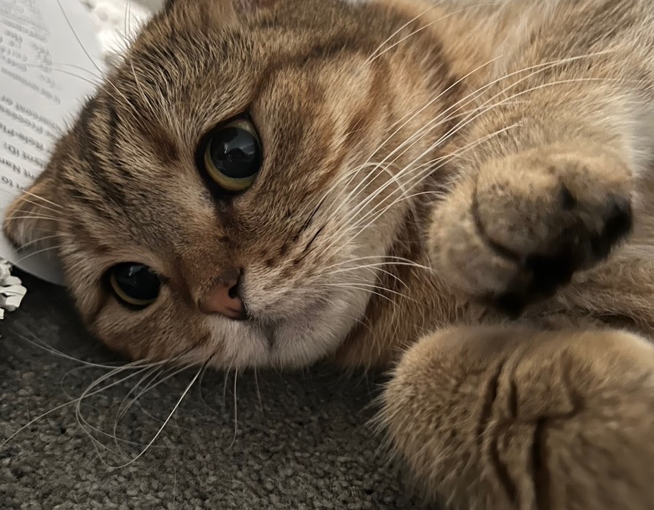 【オーストラリアにネコちゃん１頭を輸出しました】・･･･ イメージ3