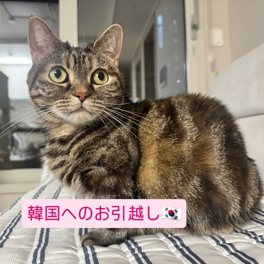 【韓国にネコちゃん1頭を輸出しました】 こんにちは･･･ イメージ1