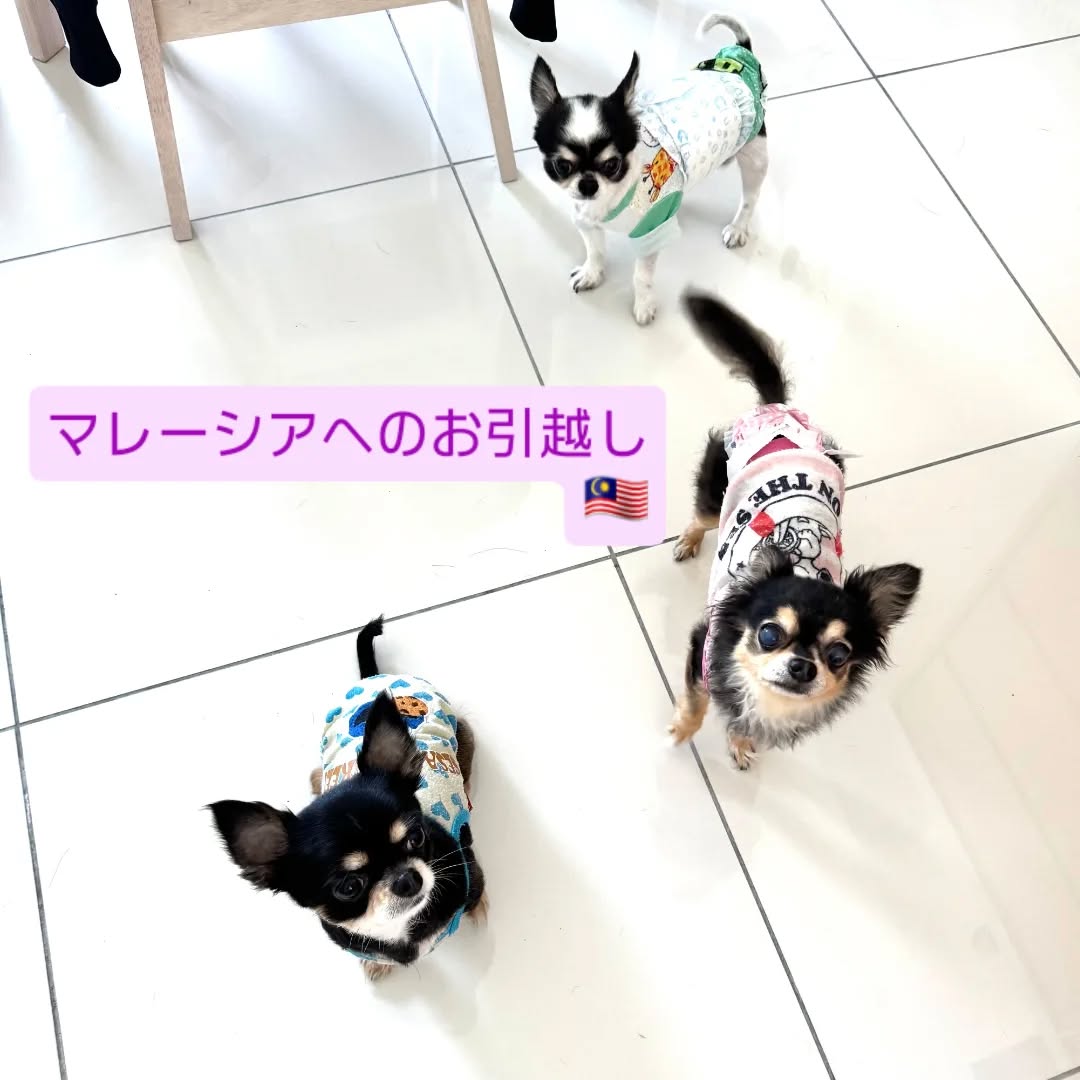 【マレーシアにワンちゃん3頭を輸出しました】 こん･･･ イメージ1