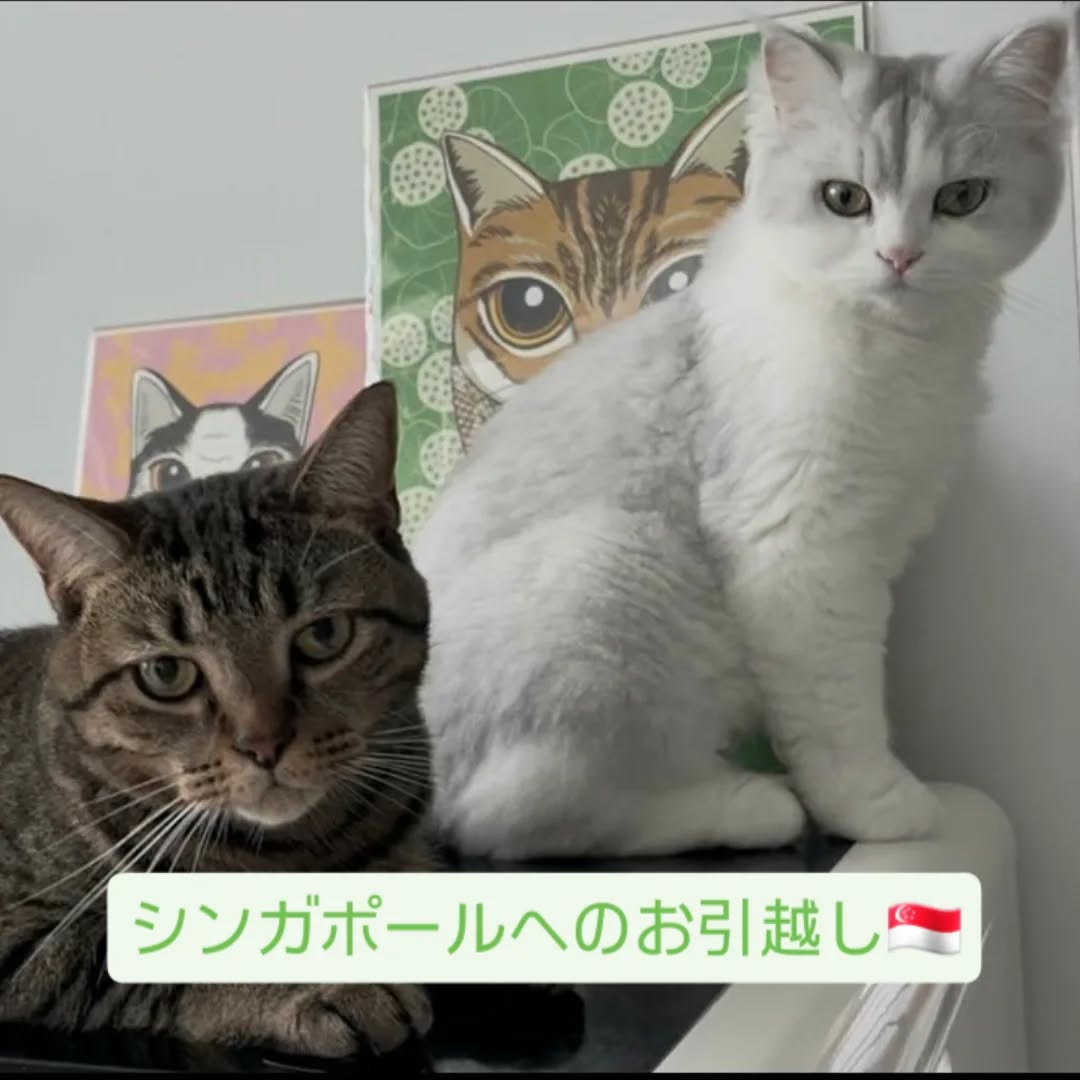 【シンガポールにネコちゃん2頭を輸出しました】 こ･･･ イメージ1