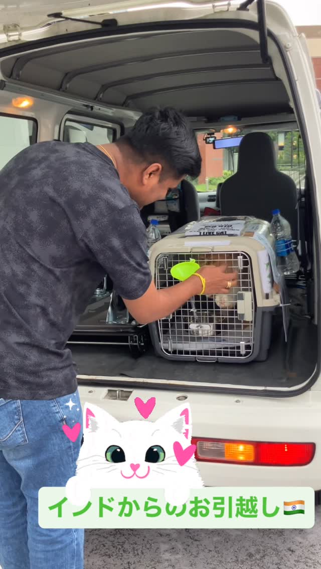 【インドから猫ちゃん1頭を輸入しました】・・・・ ･･･ イメージ1