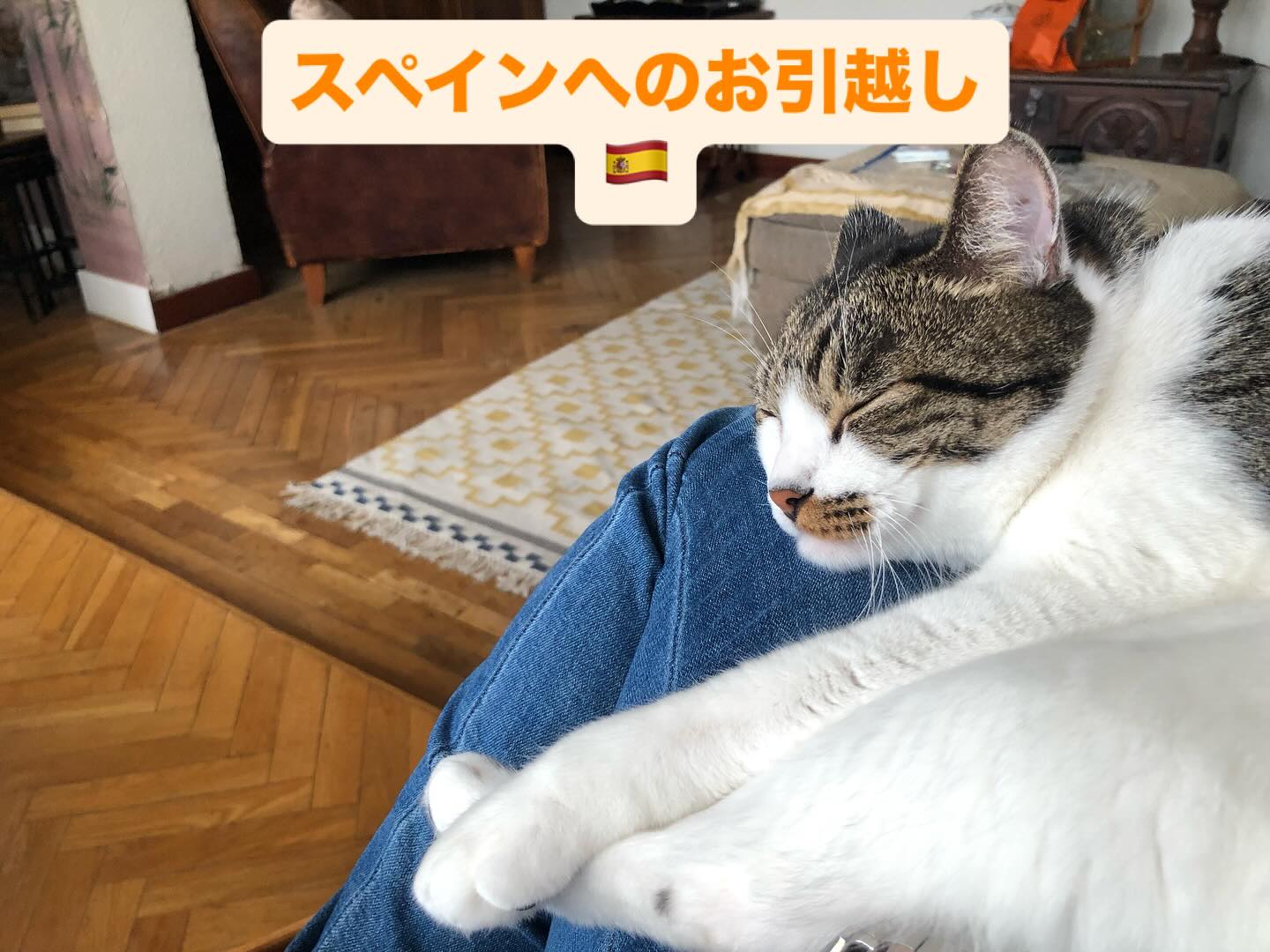 【スペインへネコちゃん1頭を輸出いたしました🇪🇸】･･･ イメージ1
