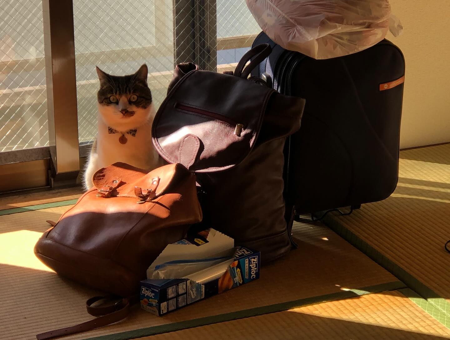 【スペインへネコちゃん1頭を輸出いたしました🇪🇸】･･･ イメージ2