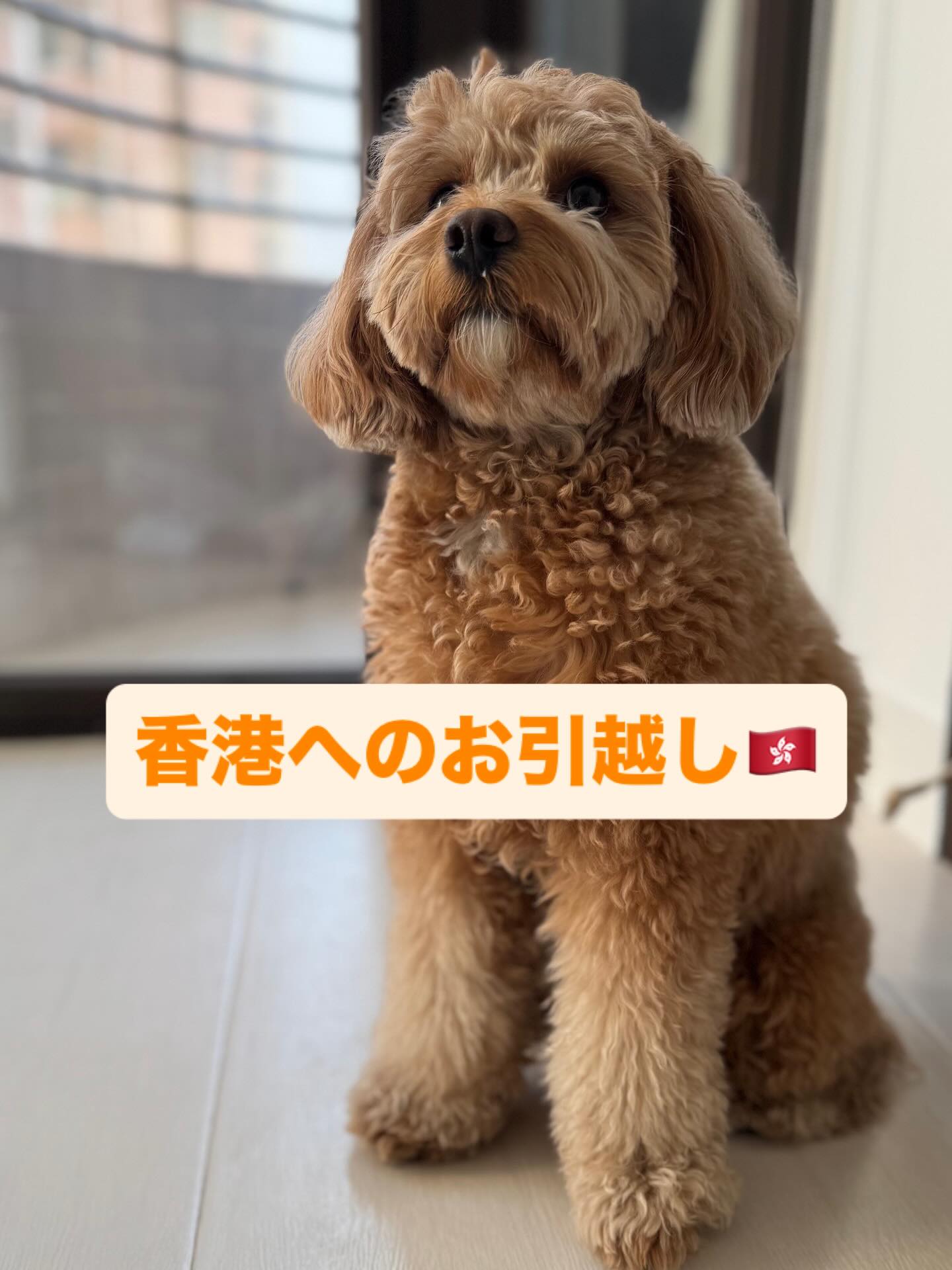 【香港へワンちゃん1頭を輸出いたしました🇭🇰】 こ･･･ イメージ1