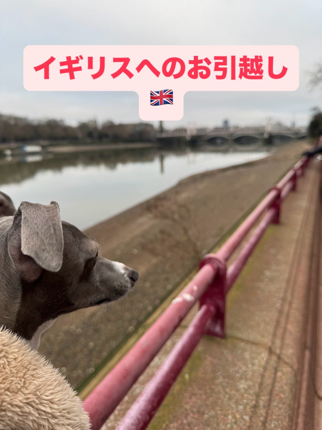 【イギリスへワンちゃん1頭を輸出いたしました🇬🇧】･･･ イメージ1