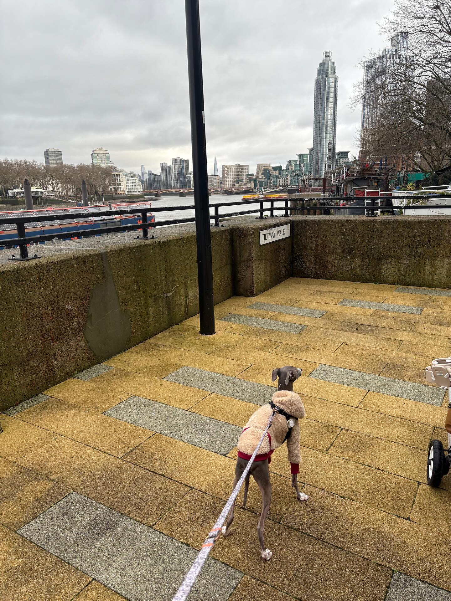 【イギリスへワンちゃん1頭を輸出いたしました🇬🇧】･･･ イメージ2