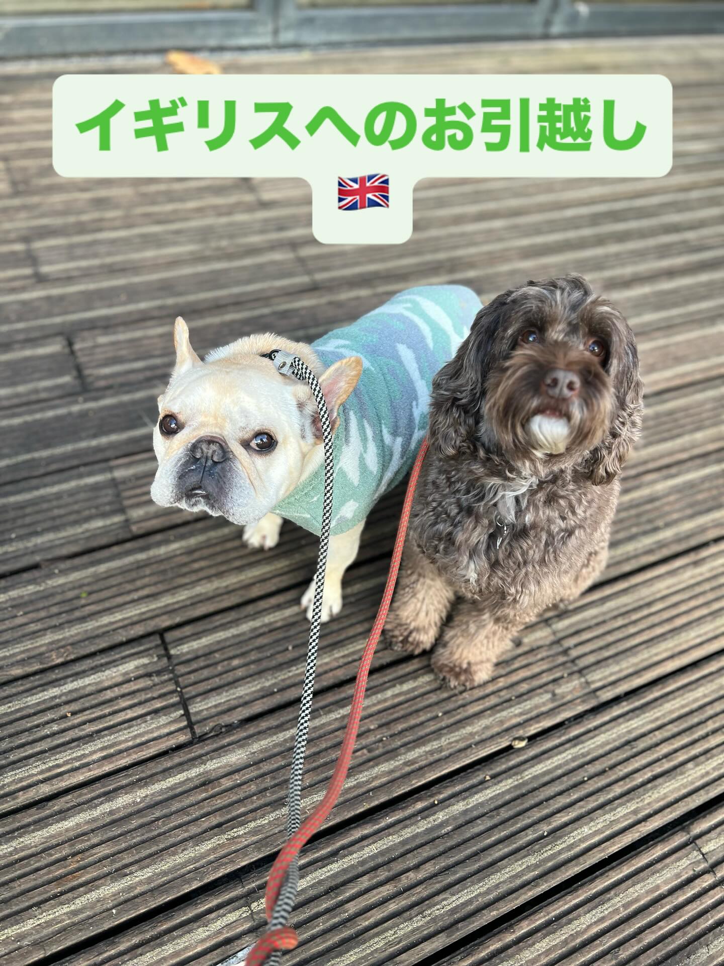 【イギリスへワンちゃん2頭を輸出いたしました】 こ･･･ イメージ1