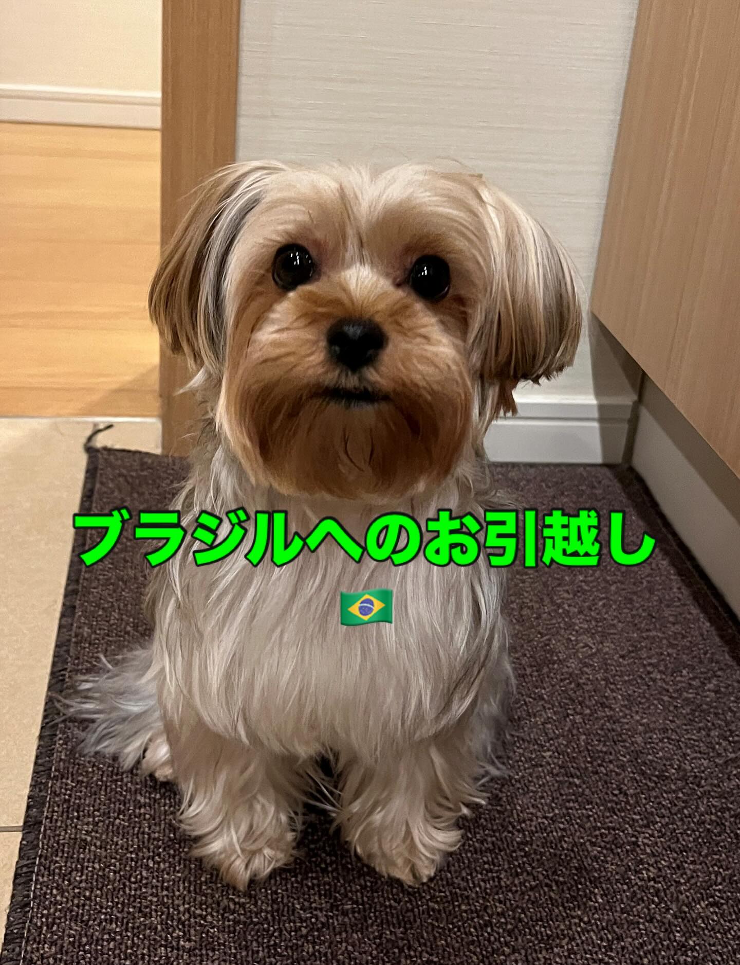 【ブラジルへワンちゃんとネコちゃんを輸出いたしまし・・・ イメージ1