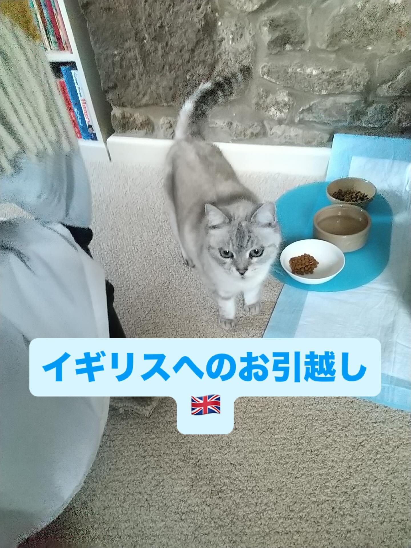 【イギリスへネコちゃん1頭を輸出いたしました】🇬🇧・・・ イメージ1