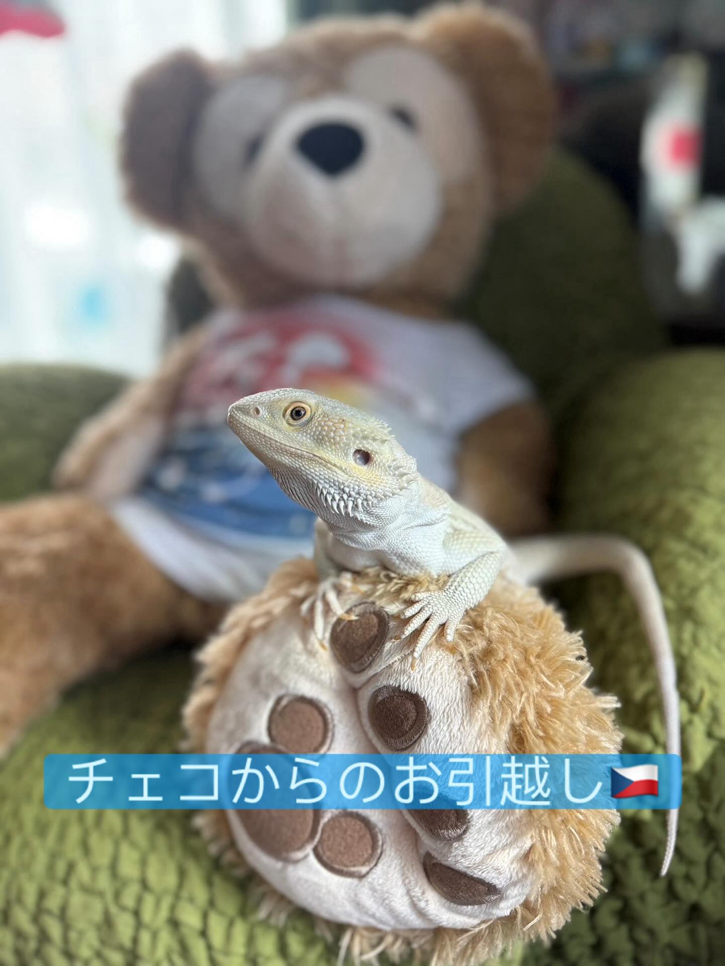 【チェコからのフトアゴちゃん1匹お引越し】 こんに・・・ イメージ1