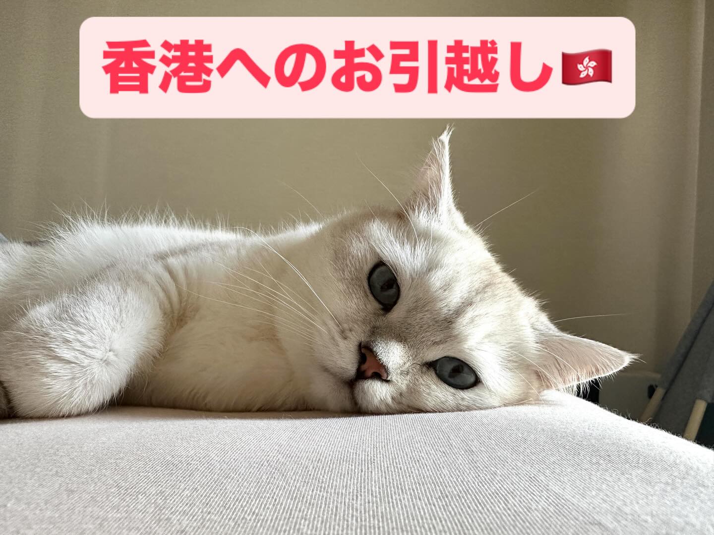 【香港へネコちゃん2頭を輸出いたしました】🇭🇰 こ･･･ イメージ1