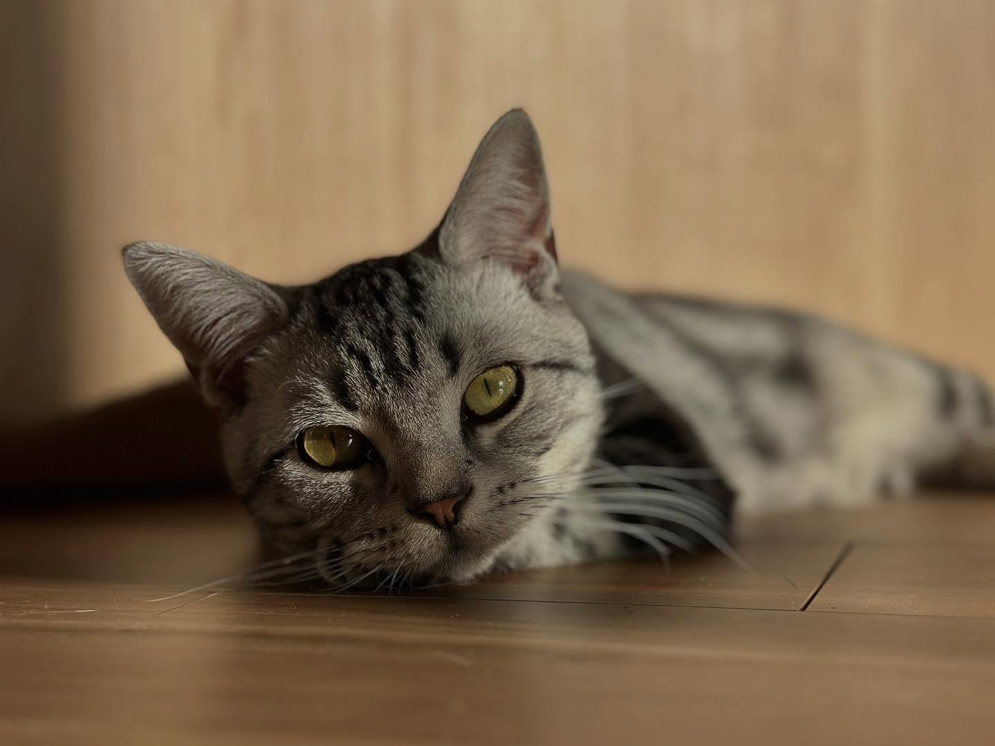 【香港へネコちゃん2頭を輸出いたしました】🇭🇰 こ･･･ イメージ2