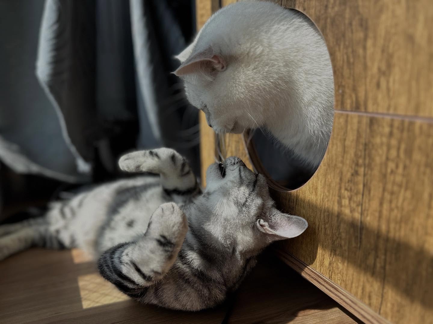 【香港へネコちゃん2頭を輸出いたしました】🇭🇰 こ･･･ イメージ3