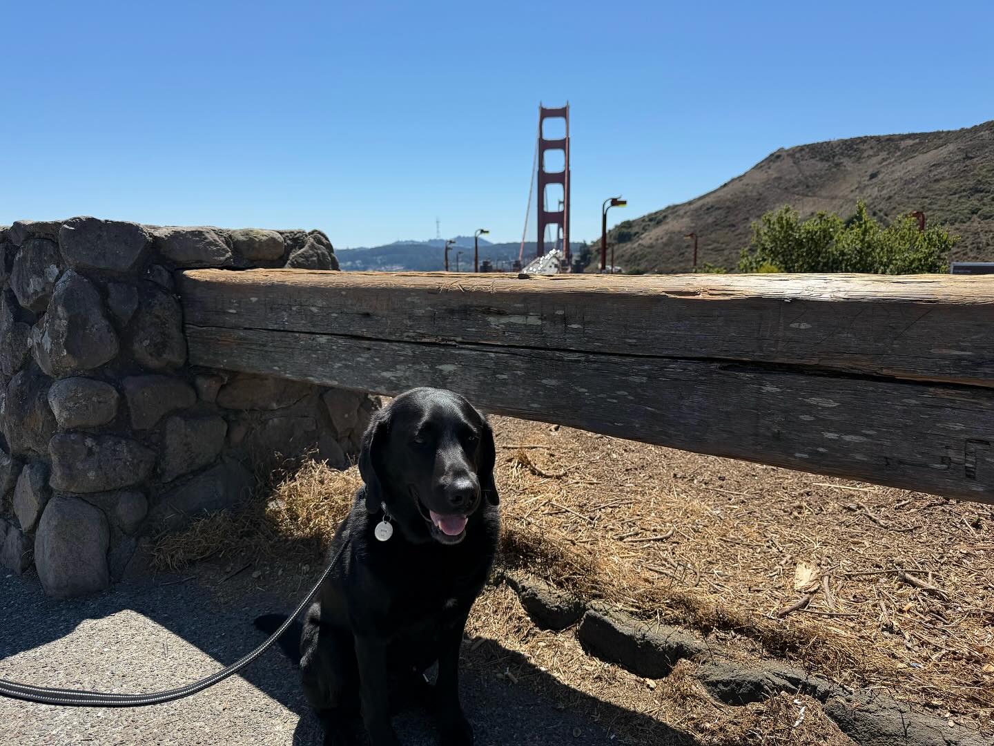 【ワンちゃん1匹の短期渡航】 こんにちは、ペットリ・・・ イメージ1