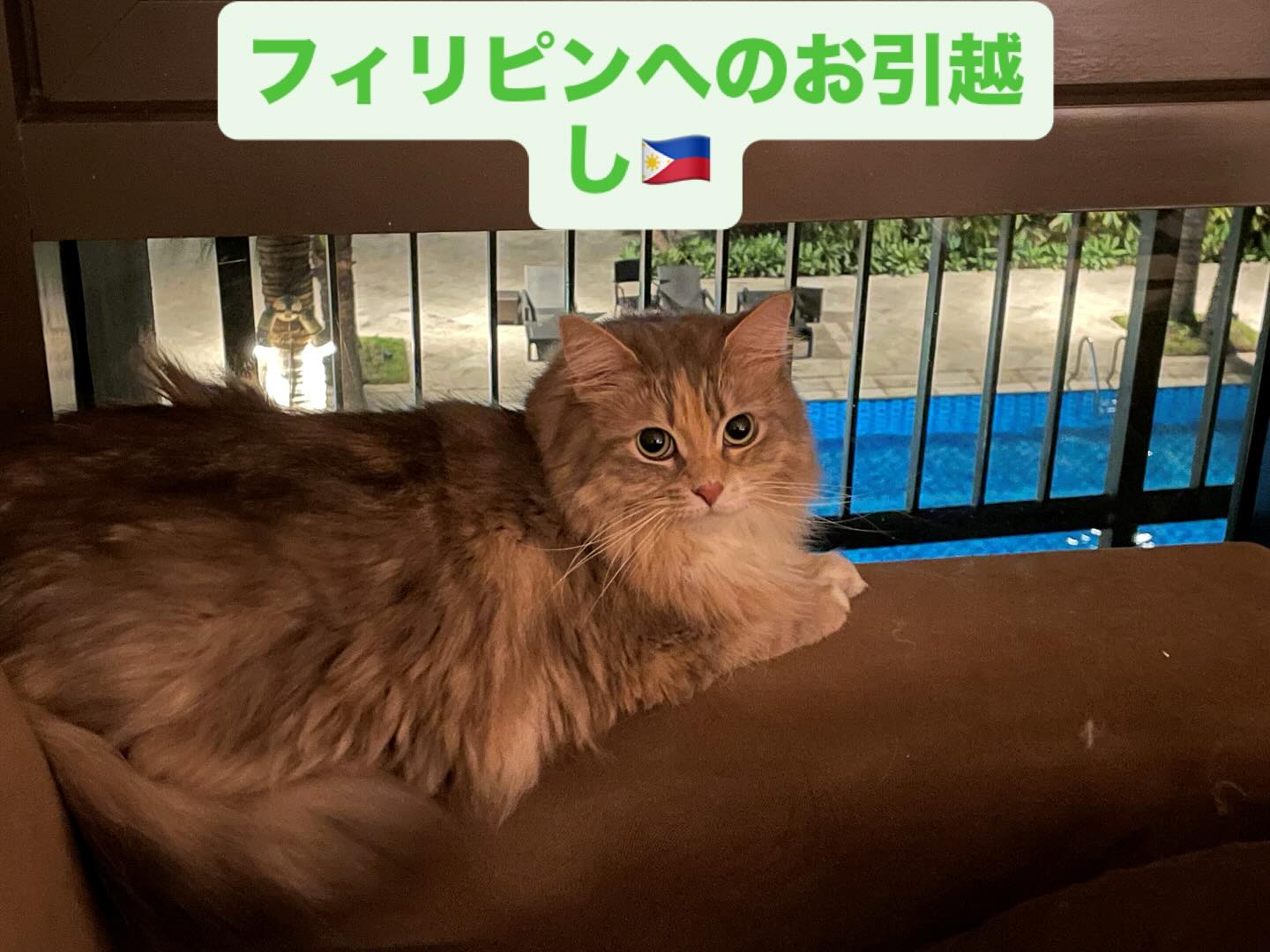 【フィリピンへネコちゃん1頭を輸出いたしました】 ・・・ イメージ1