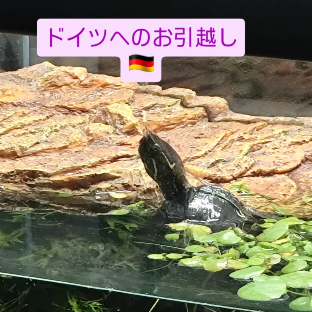 【ドイツにカメちゃん1匹を輸出しました】 こんにち・・・ イメージ1
