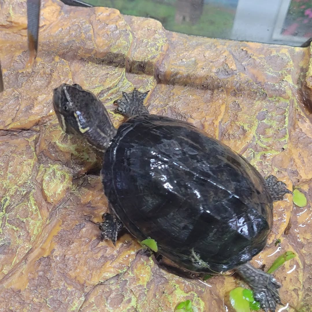 【ドイツにカメちゃん1匹を輸出しました】 こんにち・・・ イメージ2