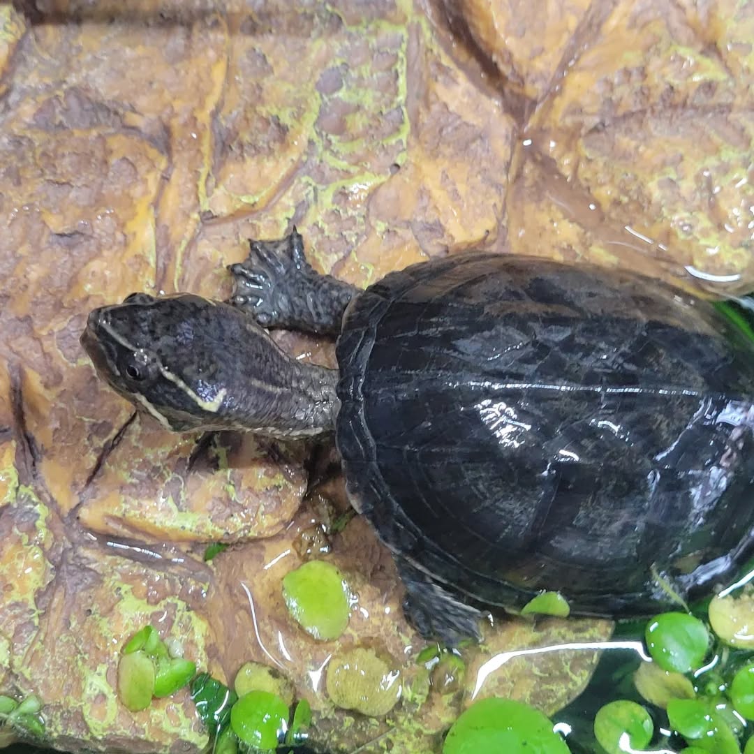 【ドイツにカメちゃん1匹を輸出しました】 こんにち・・・ イメージ3