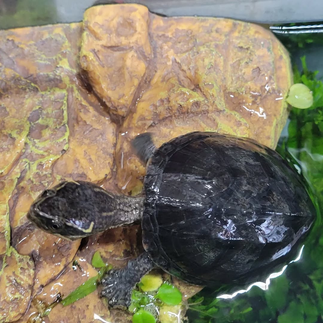 【ドイツにカメちゃん1匹を輸出しました】 こんにち・・・ イメージ4