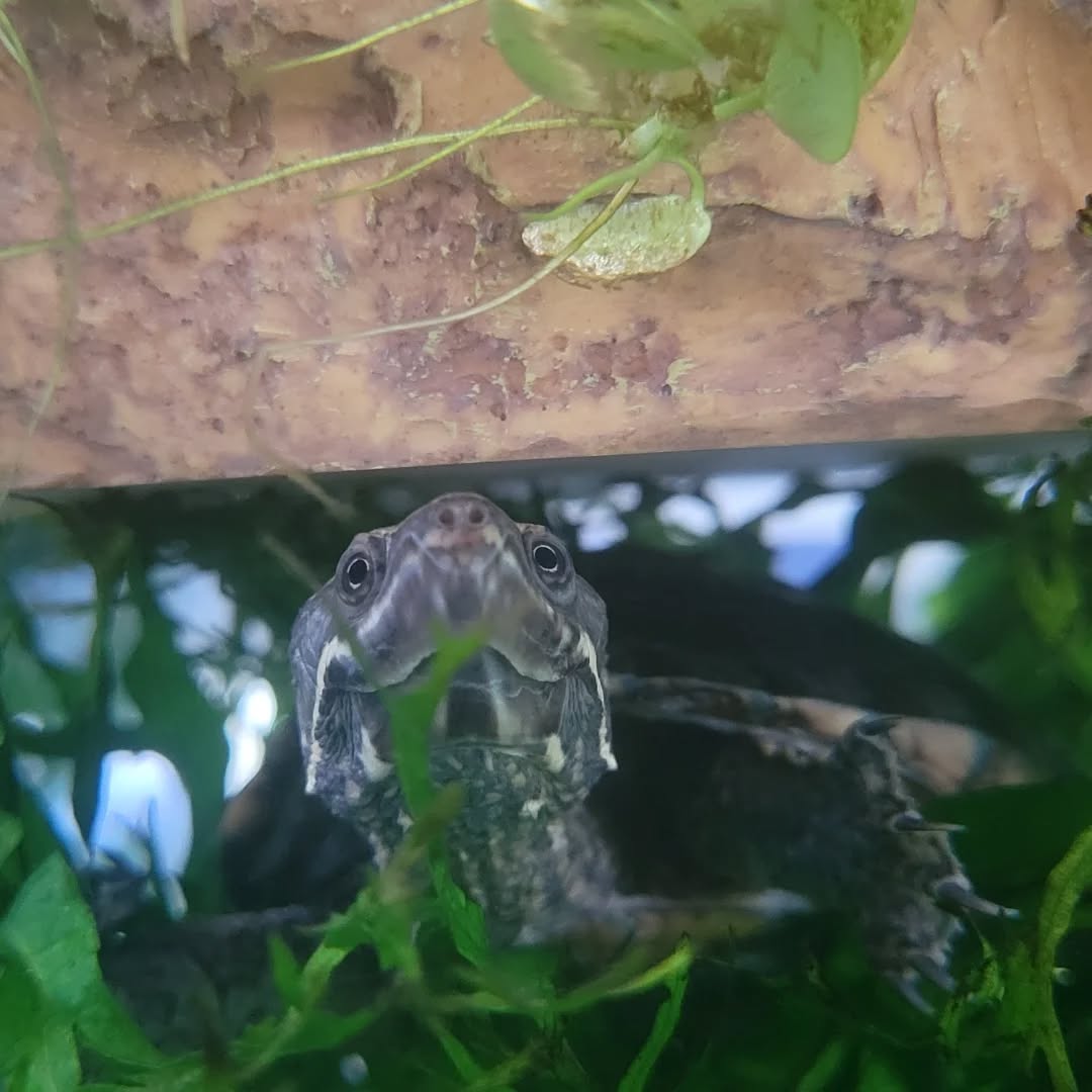 【ドイツにカメちゃん1匹を輸出しました】 こんにち・・・ イメージ5